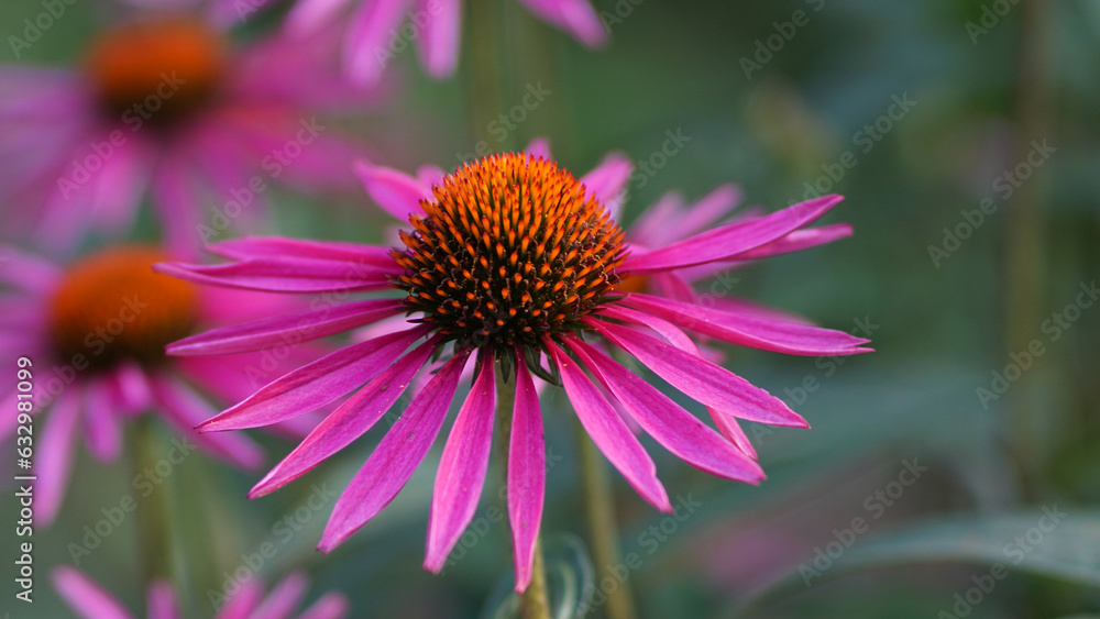 Lakota coneflowers in bloom in a summer garden Lakota coneflowers in bloom in a summer garden