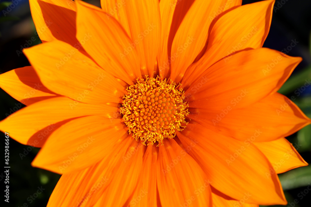 Gazania rigens Giant Deep Orange. Gazania rigens Giant Deep Orange.
