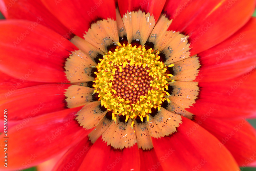 Red Gazania flower called Big Red kiss. Close up. Red Gazania flower called Big Red kiss. Close up.