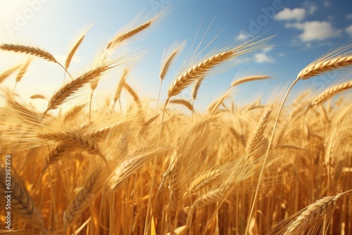 Field of wheat  with ripe ears swaying in the summer wind.