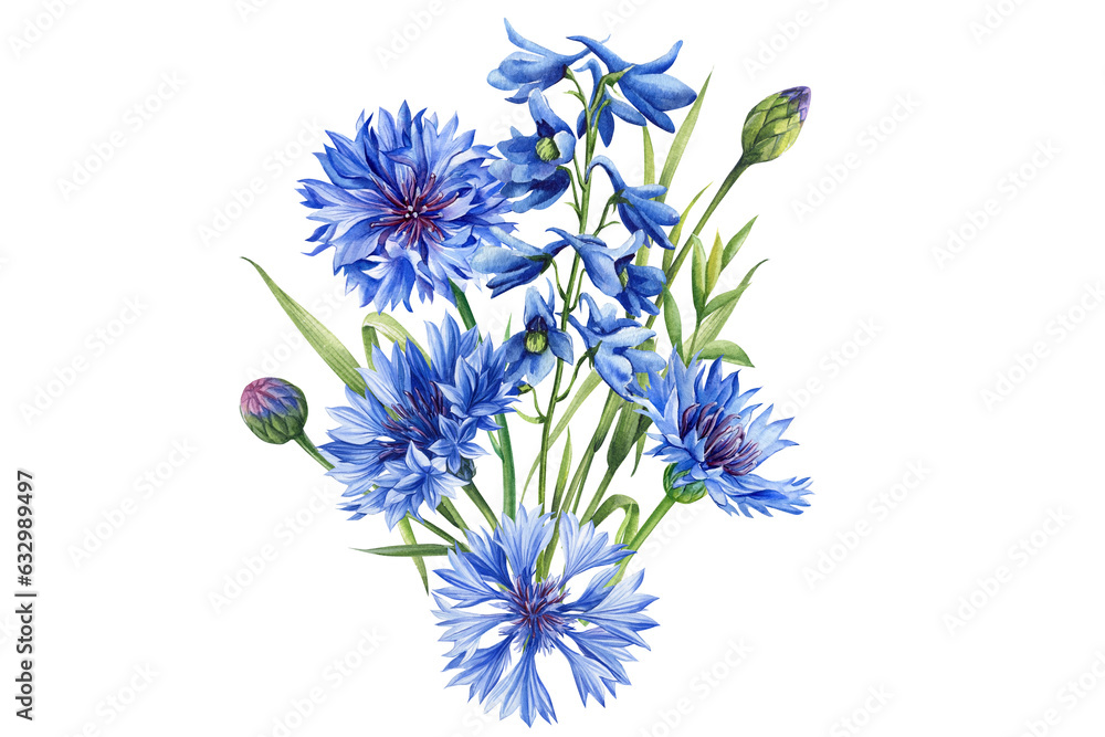 Blue flower. Watercolor hand drawing flora, botanical illustration. Cornflower and Delphinium flower