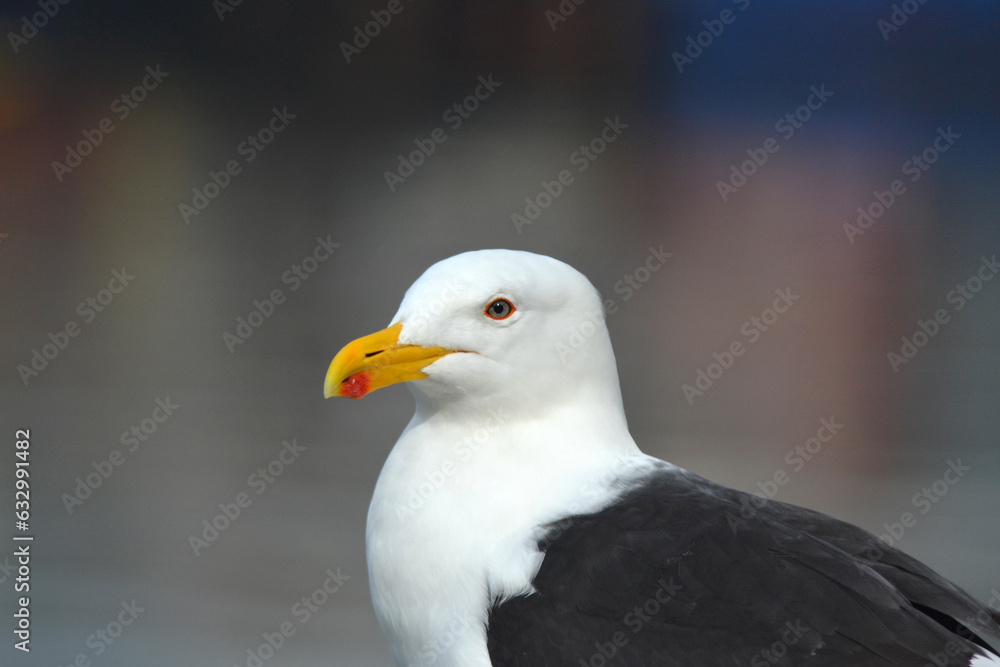 beautiful sea bird in southern Chile named Albatross beautiful sea bird in southern Chile named Albatross