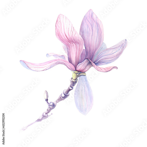 Watercolor illustration of magnolia flowers  for wedding cards  romantic prints  fabrics  textiles and scrapbooking.