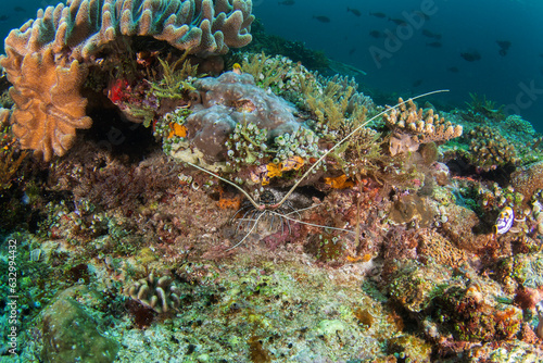 Variegated crayfish on the seabed in Raja Ampat. Panulirus penicillatus during dive in Indonesia. Lobster is hiding on the corals. photo