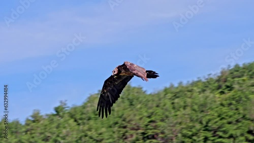 Bearded Vulture (Gypaetus_barbatus) Lammergeyer flying over the Pyrenees mountains in Spain
