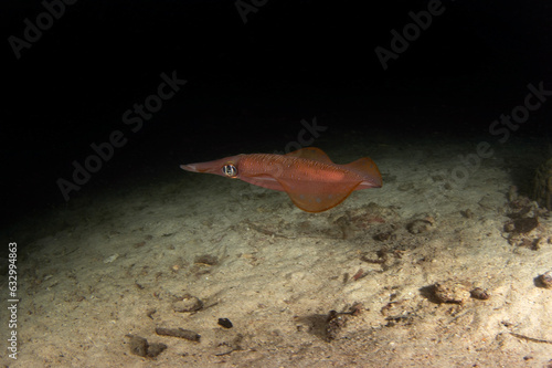 Bigfin reef squid on the seabed in Raja Ampat. Sepioteuthis lessoniana during dive in Indonesia. Squid is changing collor.  photo