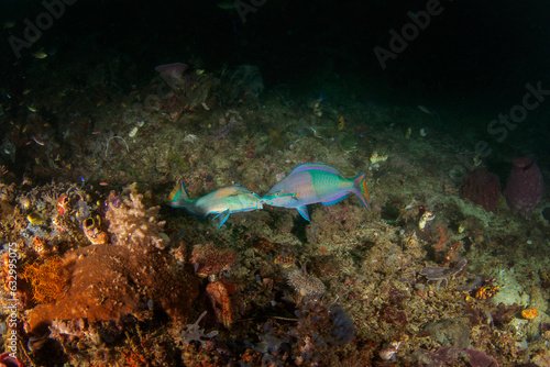 Princess parrotfish on the seabed in Raja Ampat. Scarus taeniopterus during dive in Indonesia. Parrotfish are fighting between themselfs. Blue fish with purple strips. photo