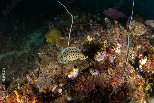 Humpback grouper on the seabed in Raja Ampat. Cromileptes altivelis during the dive. Barramundi is swimming near the coral. White fish with black spots is hiding among the corals.  photo