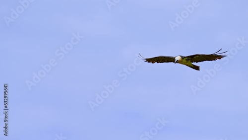 Bearded Vulture (Gypaetus_barbatus) Lammergeyer flying over the Pyrenees mountains in Spain