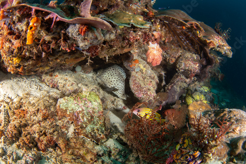 Humpback grouper on the seabed in Raja Ampat. Cromileptes altivelis during the dive. Barramundi is swimming near the coral. White fish with black spots is hiding among the corals.  photo