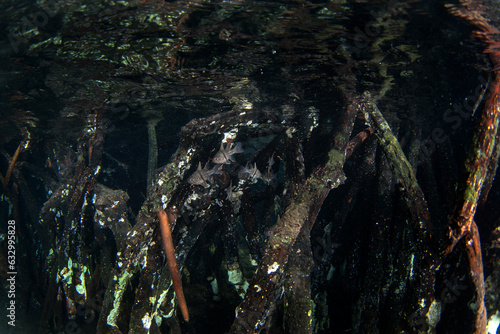 Cuadro en lienzo Orbiculate cardinalfish near the sea level in Raja Ampat