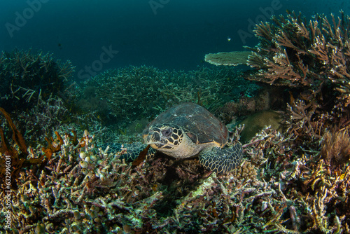 Hawksbill sea turtle on the seabed in Raja Ampat. Eretmochelys imbricata during dive in Indonesia. Sea turtle is lying on the corals.