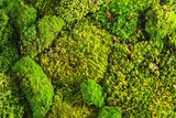 Texture of natural green moss close-up.