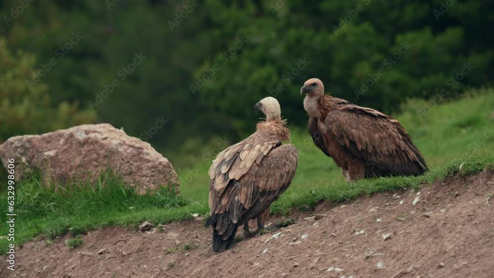 vulture standing on the hill vulture standing on the hill