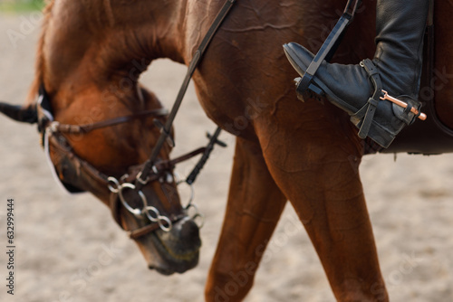 Side view close up of chestnut horse in harness with female rider jockey in hat helmet and white uniform with bridle stack and boots © primipil