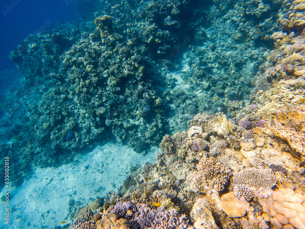 Fototapeta premium Coral reef under sea water.