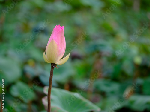 Flowers and Butterfly