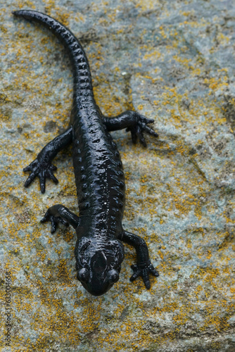 Closeup on the charcoal black Alpine salamander  Salamandra atra in the Austrian Carinthian Alps