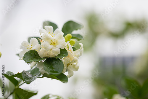 Close up Beautiful white orange jasmine (Murraya paniculata) flowers blooming