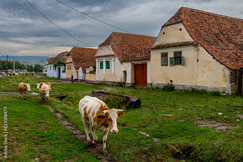 Cows in the village of Viscri in Romania	
 photo