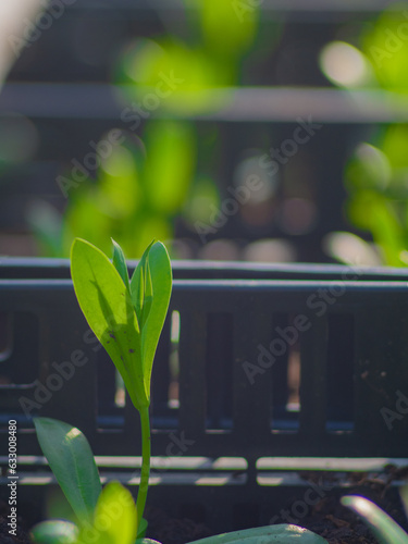 sprouting bud of a plant