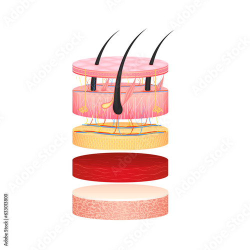Hair dermis epidermis adipose layers, hypodermis tissue, fat cells and muscle with bone. Layer of the human anatomy skin. Skin health care concept medical diagram infographic. Isolated 3D vector.