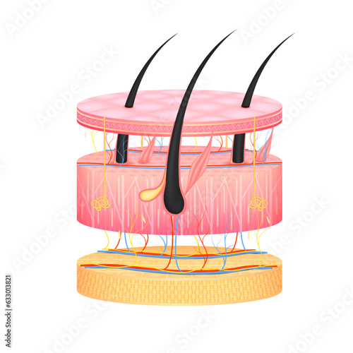 Layer of the human anatomy skin. Dermis epidermis adipose layers, hypodermis tissue, fat cells and muscle. Skin health care concept medical diagram biological infographic. Isolated 3D vector.