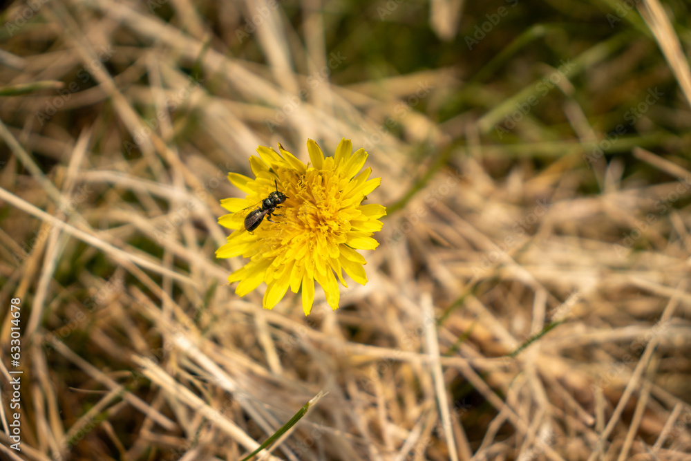 Yellow dandelion flower with black insect on petal and dry grass background. Taken in Toronto, Canada. Yellow dandelion flower with black insect on petal and dry grass background. Taken in Toronto, Canada.