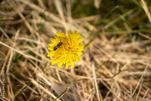 Yellow dandelion flower with black insect on petal and dry grass background. Taken in Toronto, Canada. © Jacob Tian