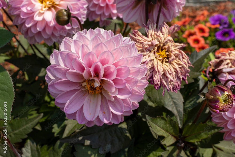 Pink dahlia flower with yellow center and white petals in garden - surrounded by other colorful flowers - natural sunlight. Taken in Toronto, Canada. Pink dahlia flower with yellow center and white petals in garden - surrounded by other colorful flowers - natural sunlight. Taken in Toronto, Canada.