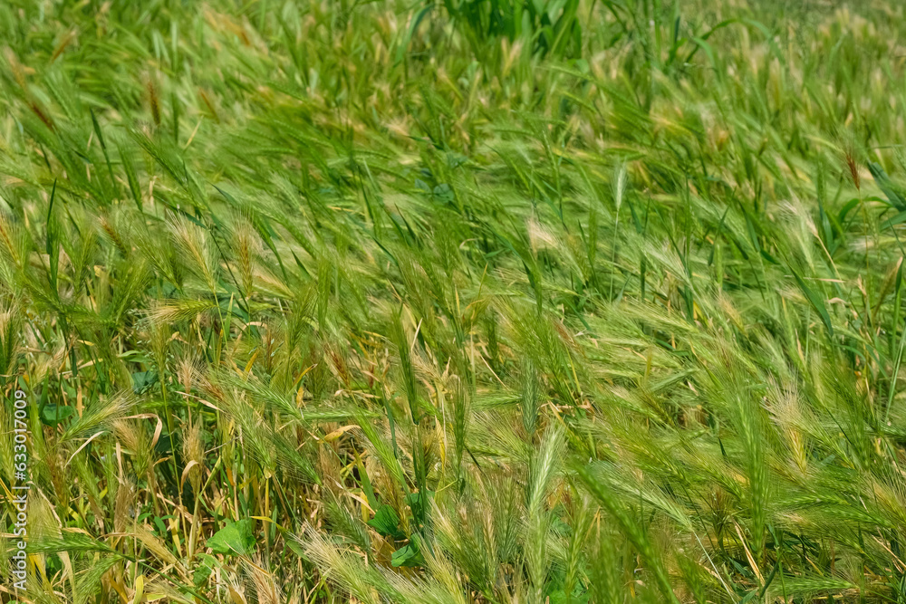 green grass in the wind background