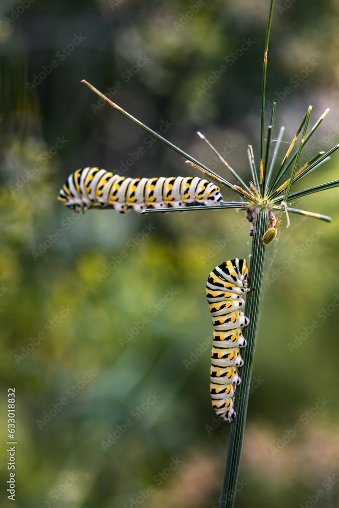 Two monarch caterpillars Danaus plexippus on a plant outside in the summer