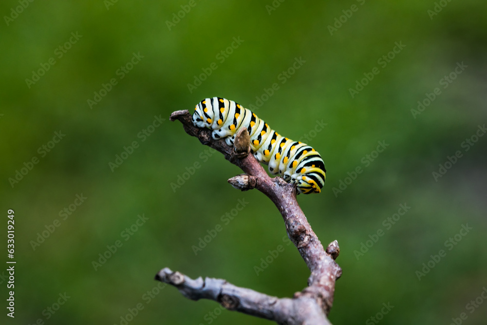 One single monarch caterpillars Danaus plexippus on a plant outside in the summer