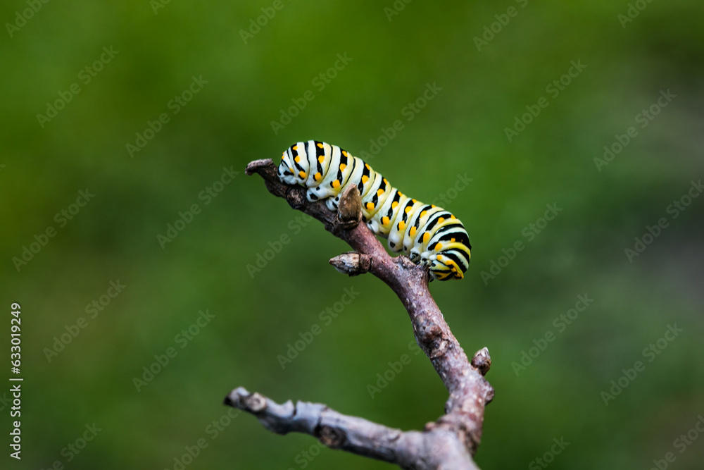One single monarch caterpillars Danaus plexippus on a plant outside in the summer One single monarch caterpillars Danaus plexippus on a plant outside in the summer