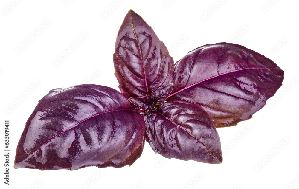 Red Rubin Basil Herb Leaves. Isolated. Dark Opal Culinary herbs PNG