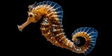 The slender seahorse, sometimes referred to as the long nosed seahorse (Hippocampus reidi). wildlife species