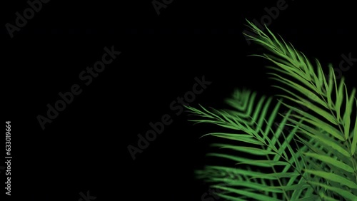 Palm houseplant leaves growing. Including alpha channel for transparency