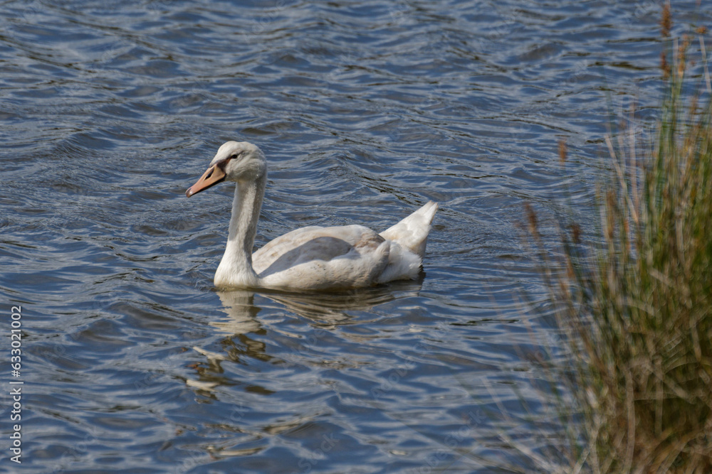 cygnes sauvages sur le bassin d'arcachon