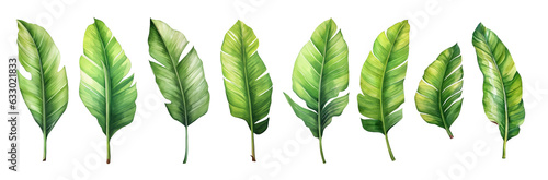 Banana Green palm leaf. Tropical plants. Watercolor botany.