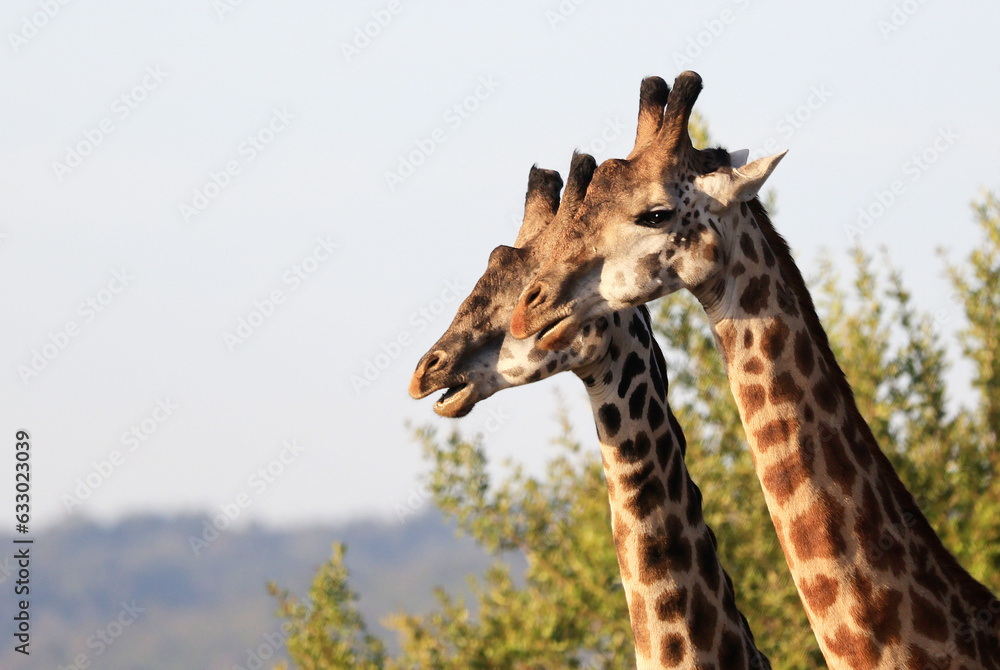 Obraz premium Giraffes in North Serengeti Region near Ololosokwan, Tanzania, Africa