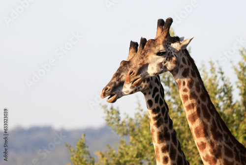 Giraffes in North Serengeti Region near Ololosokwan, Tanzania, Africa