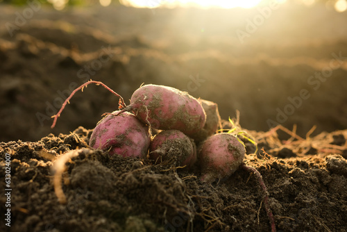 Sweet potato products on the ground are freshly harvested from traditional farming in Indonesia photo