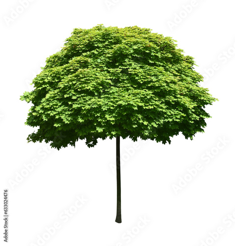 Obraz na plátně One tall maple with long thin trunk isolated on transparent background