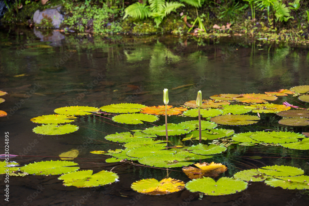 Lily Pads in a Pond Lily Pads in a Pond