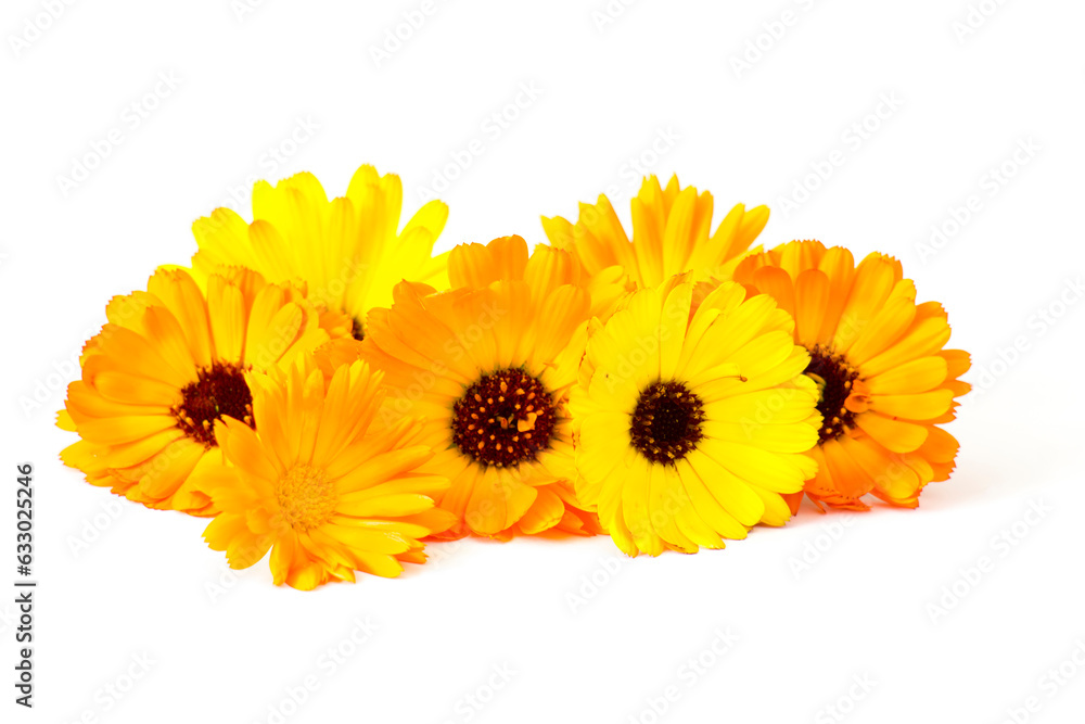 calendula flowers isolated on white calendula flowers isolated on white