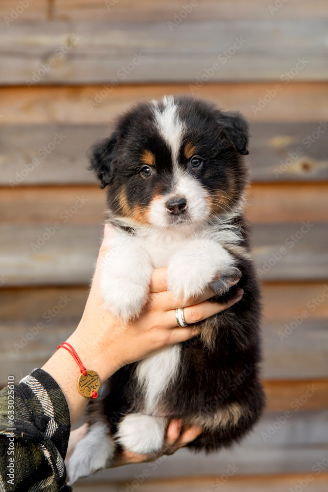Beautiful Australian Shepherd puppy in owners hand