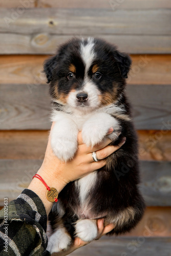 Beautiful Australian Shepherd puppy in owners hand