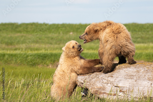 Grizzly cubs being playfull Fototapeta