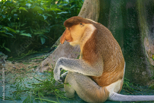 Male Proboscis Monkey photo