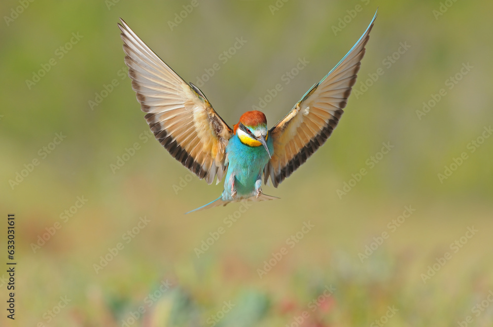 A bee-eater preparing to land with its wings open. A bee-eater preparing to land with its wings open.